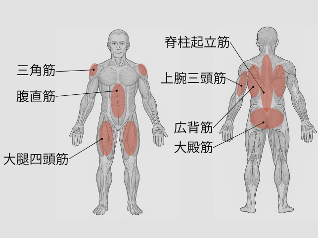 膝をついたバック/立ちバックで使う筋肉と場所